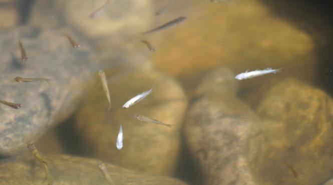 ploaie pesti tanami australia