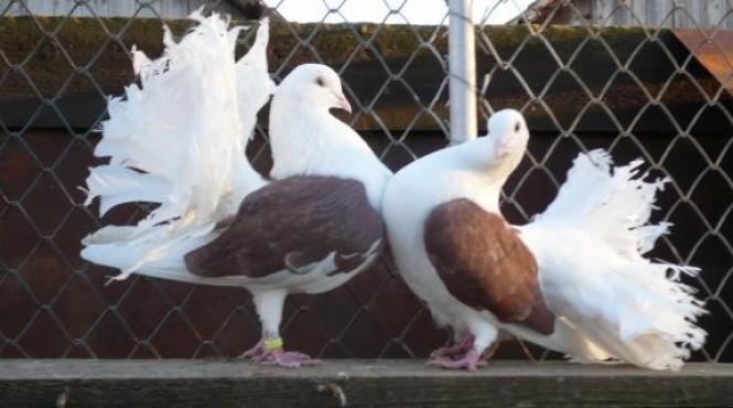 al saselea simt raspandit animale