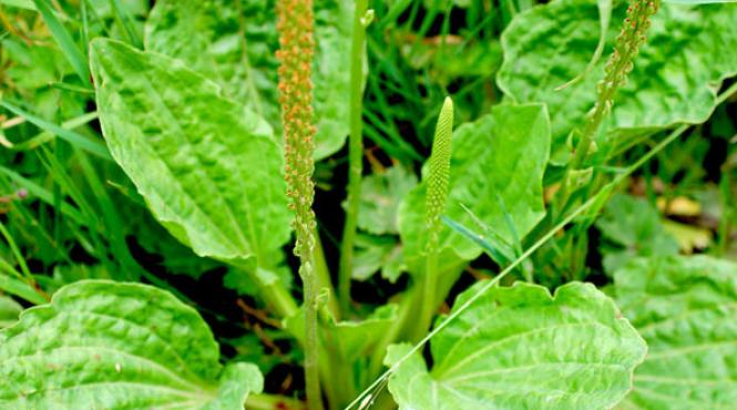 patlagina vindeca boli planta miraculoasa