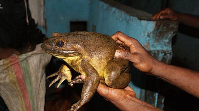 cea mai mare broasca goliat pamant salvare