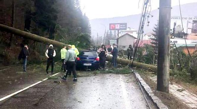 copac cazut masina azuga