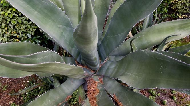 crestere comert tequila europa criza agave