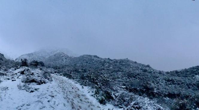 ninsoare los angeles