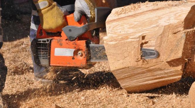 drujba cosmetizare arbusti