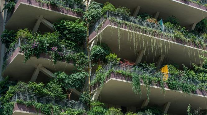 5 plante apartament eficiente impotriva praf mucegai