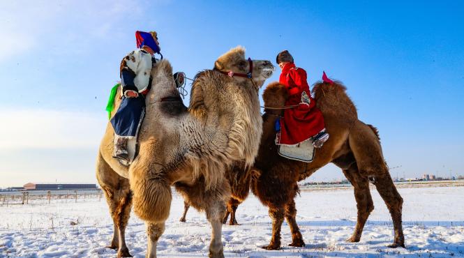 eveniment inedit imongolia festivalul o mie camile