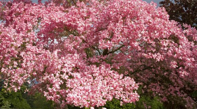 prognoza meteo 6 19 martie primavara