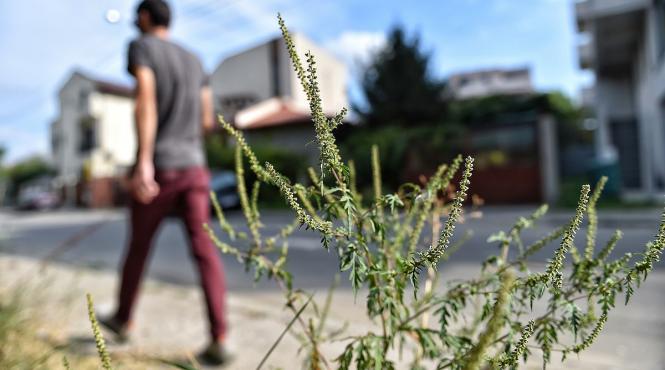proprietari terenuri amenzi ambrozie alergii puternice