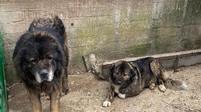 ciobanesti caucazieni capturati bulevardul iuliu maniu