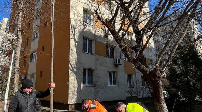 sector 5 plantati tei platani stejari