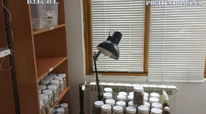 laborator cultivare prelucrare droguri descoperit capitala