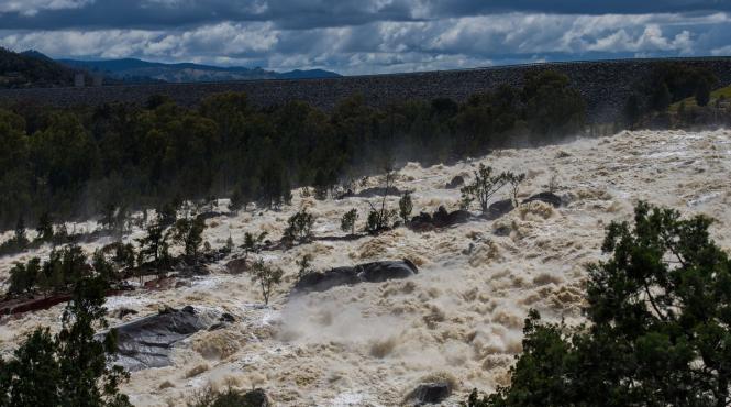campanie curatenie australia moarte milioane de pesti
