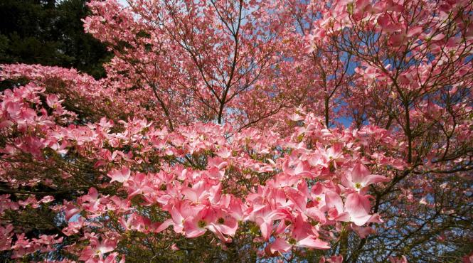 primavara astronomica echinoctiu 2023