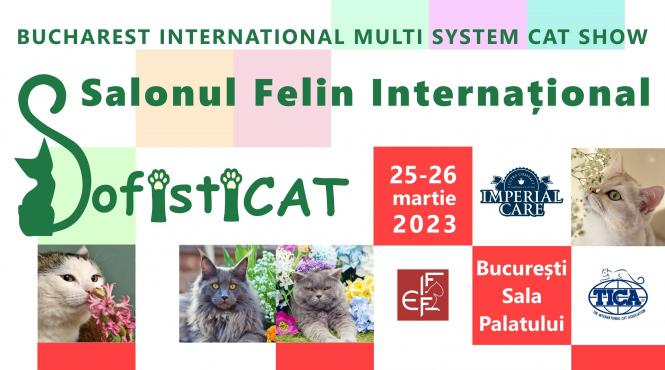 pisici sofisticat salon felin bucuresti sala palatului