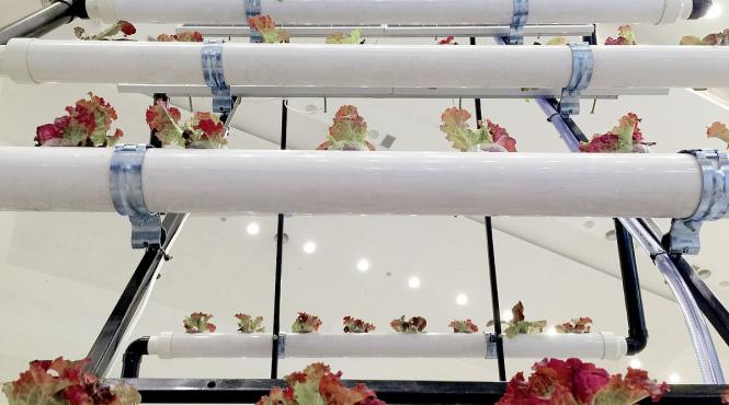 subventii agricultura fermieri urbani