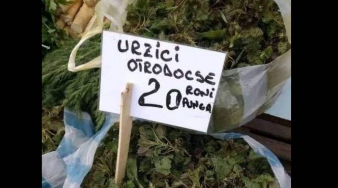 urzici dacice urzici ortodocse tarabe pret kilogram