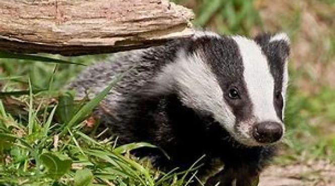 bursuci circulati terenuri olanda