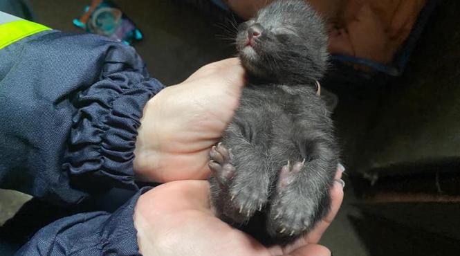 eveniment inedit la isu dobrogea ce au gasit pompierii intr un garaj