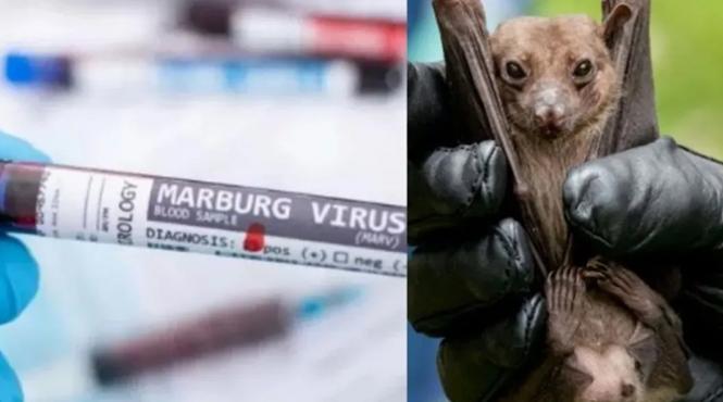 febra hemoragica virus marburg decese