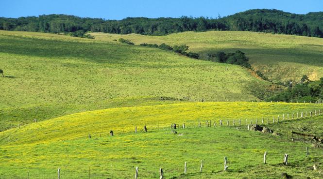 plantele emit sunete cand sunt stresate