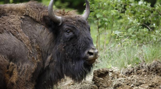 zimbru muntii fagaras repopulare