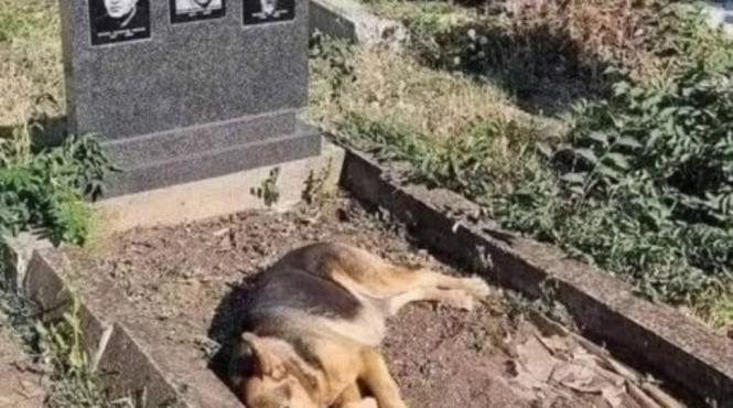 caine vine zilnic mormant stapani