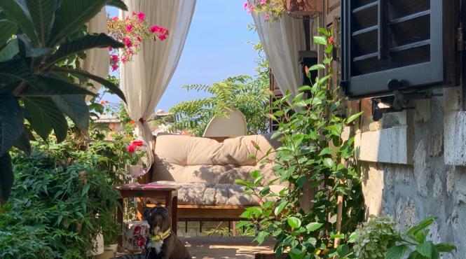 plante gradina aduc bunastare fericire familie