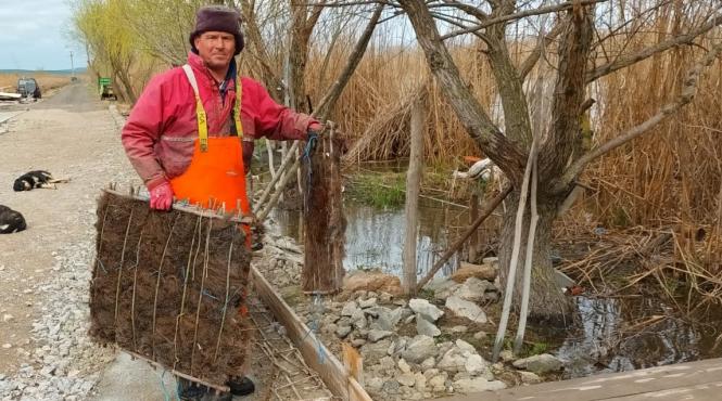 complexul lagunar razim sinoe repopulat icre salau