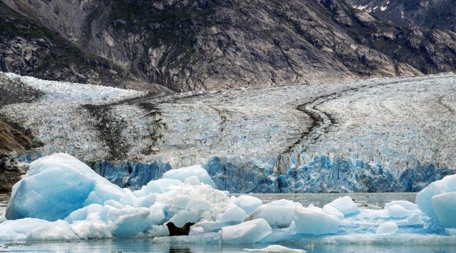 caine pierdut intors acasa