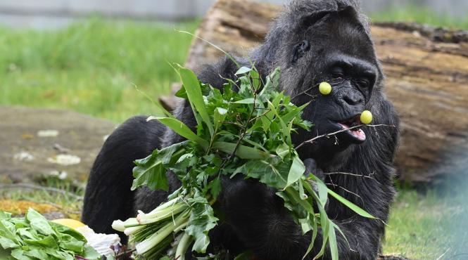 fatou batrana gorila captivitate 66 ani aniversare