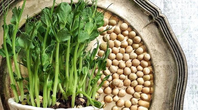 plantele alimentare surse naturale de energie si vitalitate