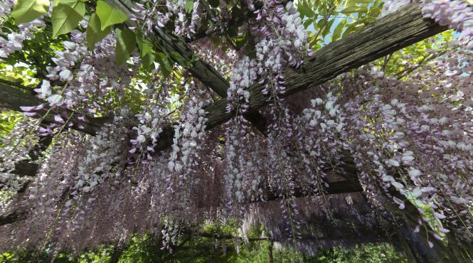 plante invazive distructive casa gradina