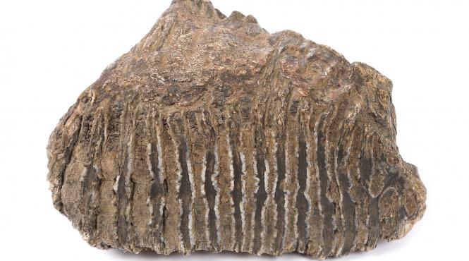 relicva veche 100000 ani licitatie