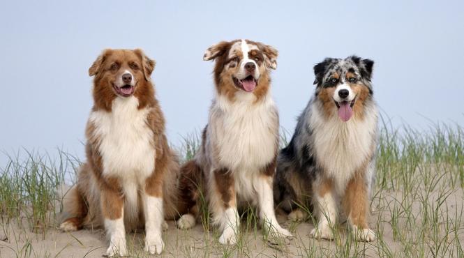 gripa cainilor pericol omenire virus adapteaza