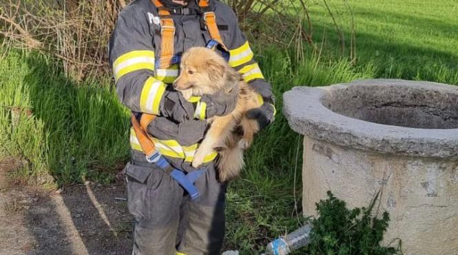 pompierii tulceni caine fantana 12 metri