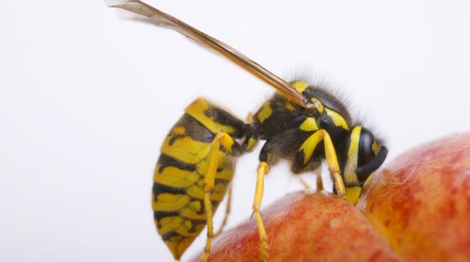 5 plante care vor tine viespile departe de curtea ta