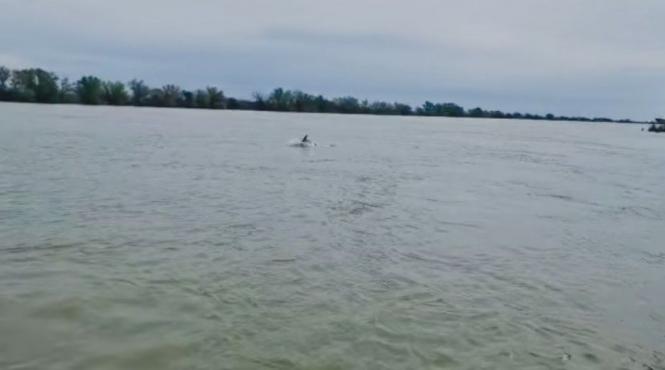 imagini virale delta dunarii delfini sulina