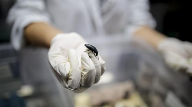 reguli produse faina insecte recunoscute rafturi magazine restaurante