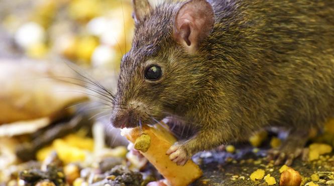 cum scapi rapid eficient sobolani ghid complet