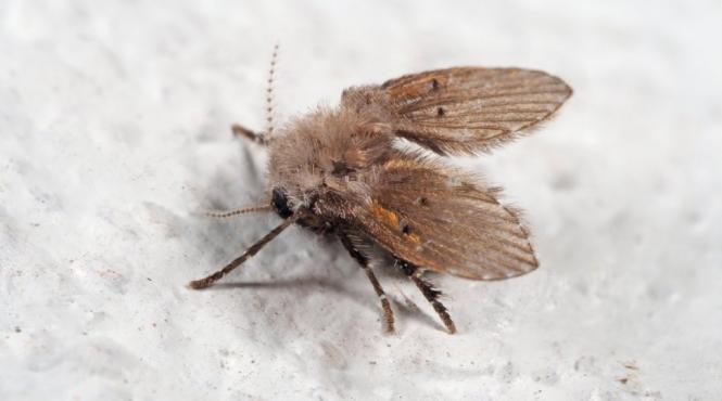 musculite periculoase litoral cum ne protejam