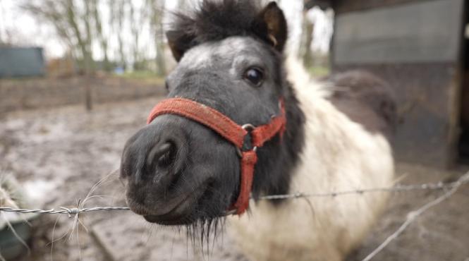 satui oras reportaje exceptie antena 1 observator