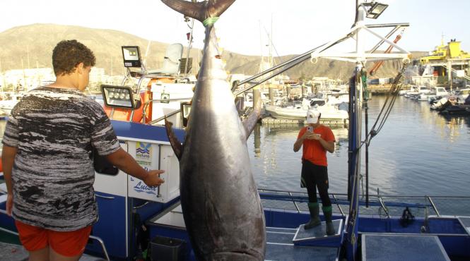 trisat turneu pescuit condamnati inchisoare