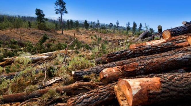 padurari atacati bate maramures