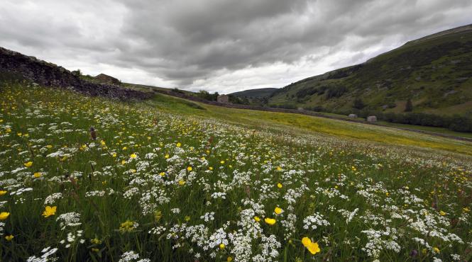 9 flori perene plantate luna mai