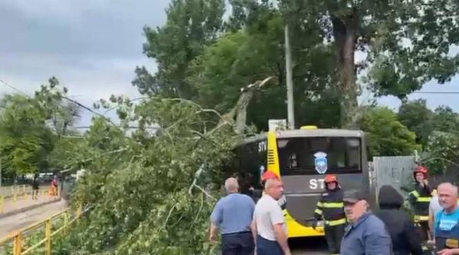 barbat lovit copac masini avarie