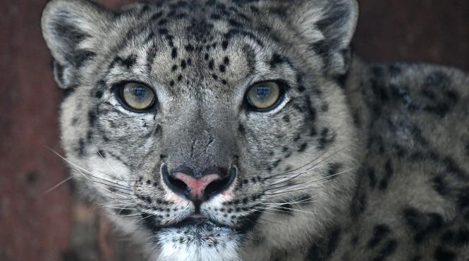 leoparzi atacuri india