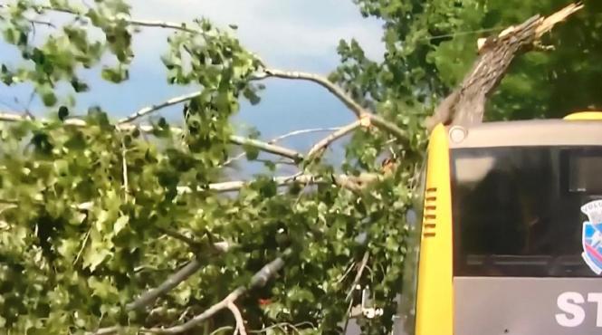 vantul puternic provoaca pagube in capitala un copac a cazut peste un autobuz stb