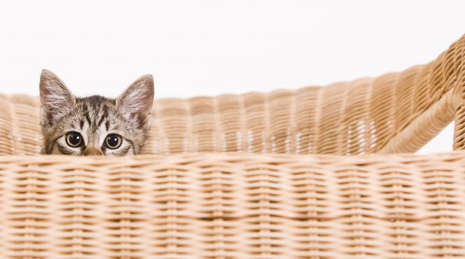 pisica animal companie ideal reduce stres tensiune anxietate