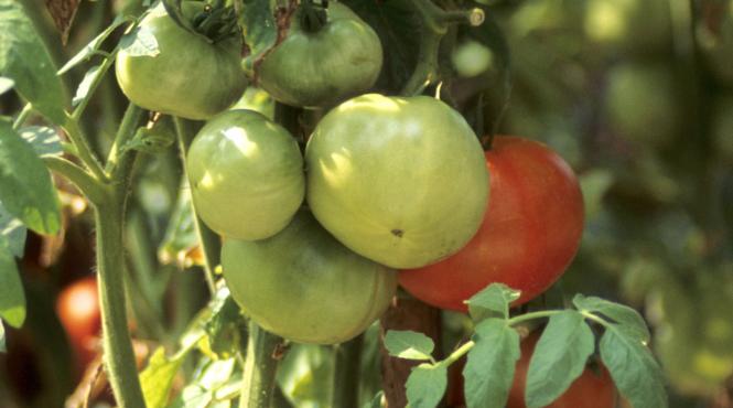 cum depozitezi rosiile mentine prospetimea mai mult timp
