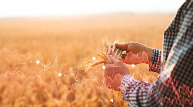 grau culturi randament optim recolte